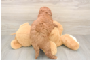 Mini Goldendoodle Pup Being Cute