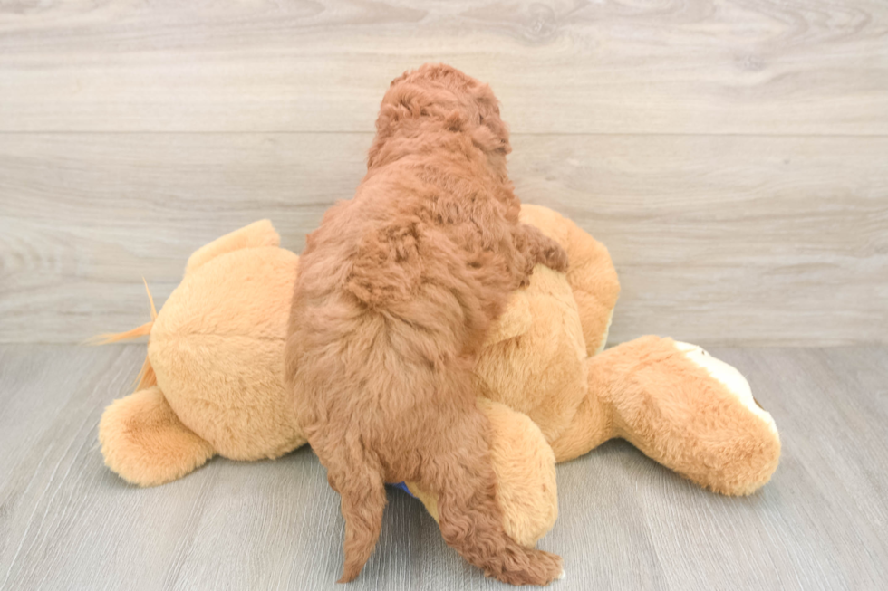 Mini Goldendoodle Pup Being Cute