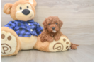 Energetic Golden Doodle Poodle Mix Puppy