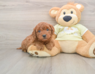 7 week old Mini Goldendoodle Puppy For Sale - Pilesgrove Pups