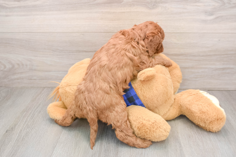 Hypoallergenic Mini Goldiepoo Poodle Mix Puppy