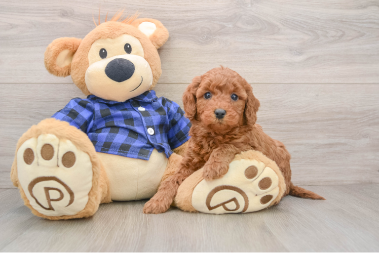 Hypoallergenic Mini Goldiepoo Poodle Mix Puppy