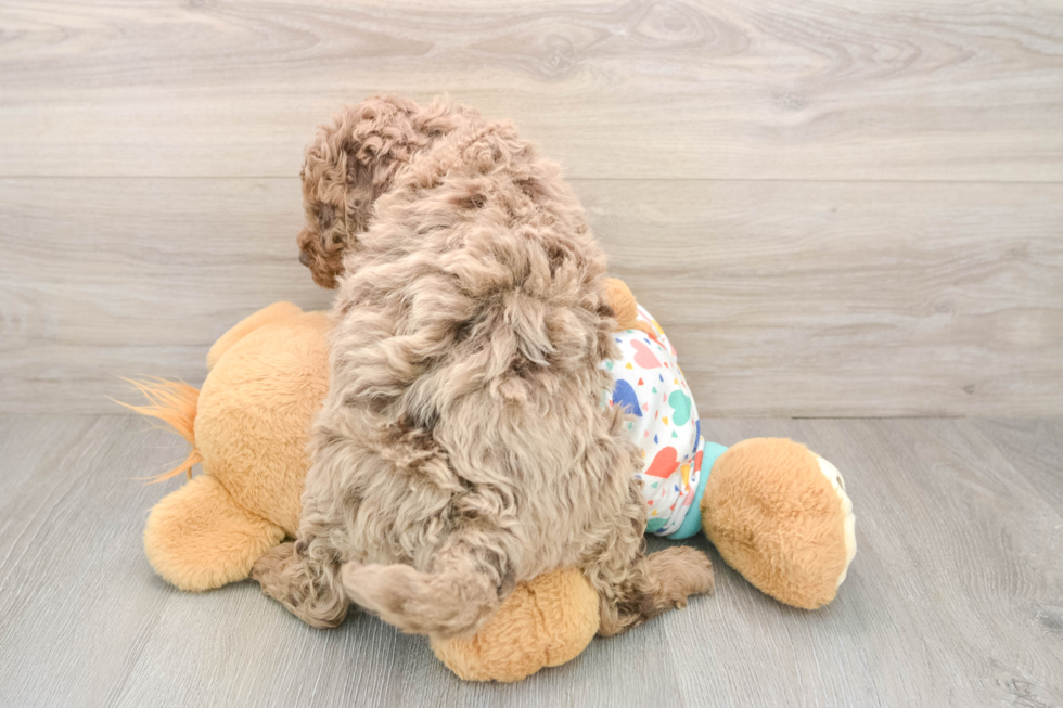 Funny Mini Goldendoodle Poodle Mix Pup