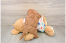 Playful Mini Groodle Poodle Mix Puppy