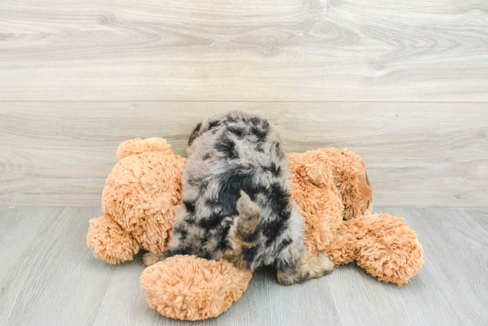 Funny Mini Goldendoodle Poodle Mix Pup