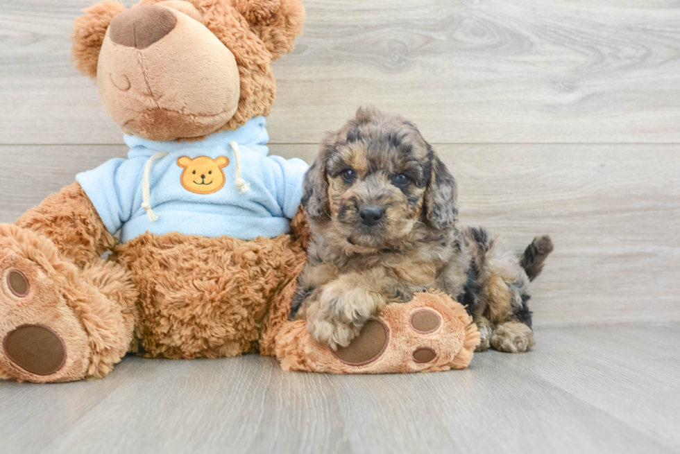 Mini Goldendoodle Puppy for Adoption