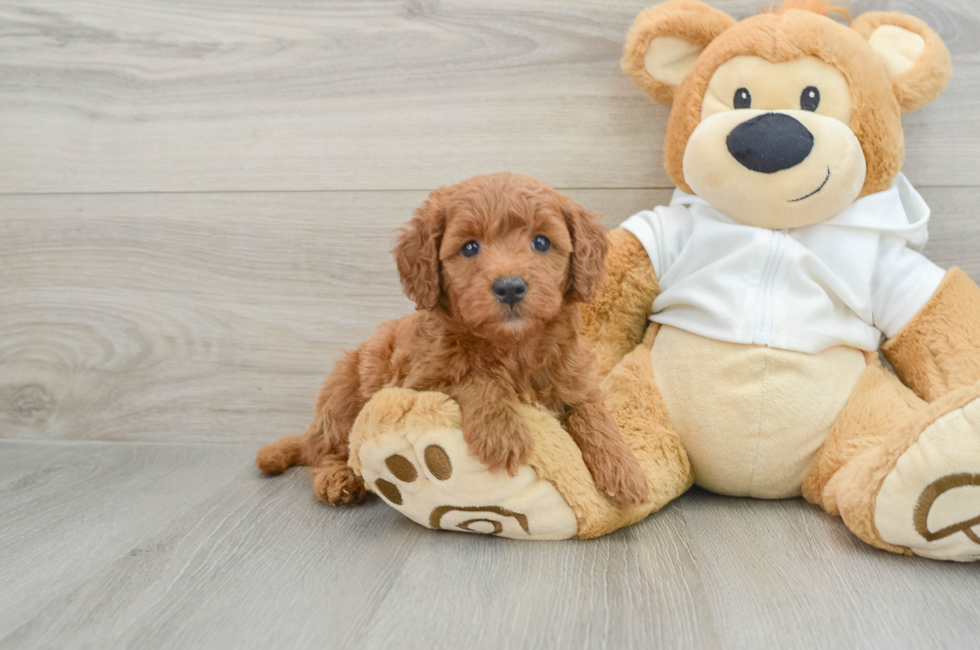 6 week old Mini Goldendoodle Puppy For Sale - Pilesgrove Pups