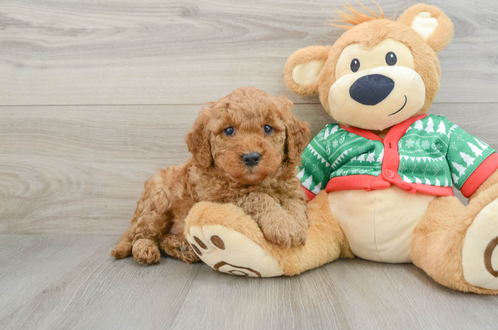 5 week old Mini Goldendoodle Puppy For Sale - Pilesgrove Pups