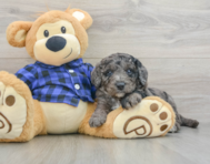 8 week old Mini Goldendoodle Puppy For Sale - Pilesgrove Pups