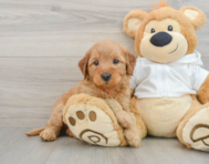 7 week old Mini Goldendoodle Puppy For Sale - Pilesgrove Pups
