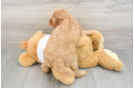 Best Mini Goldendoodle Baby