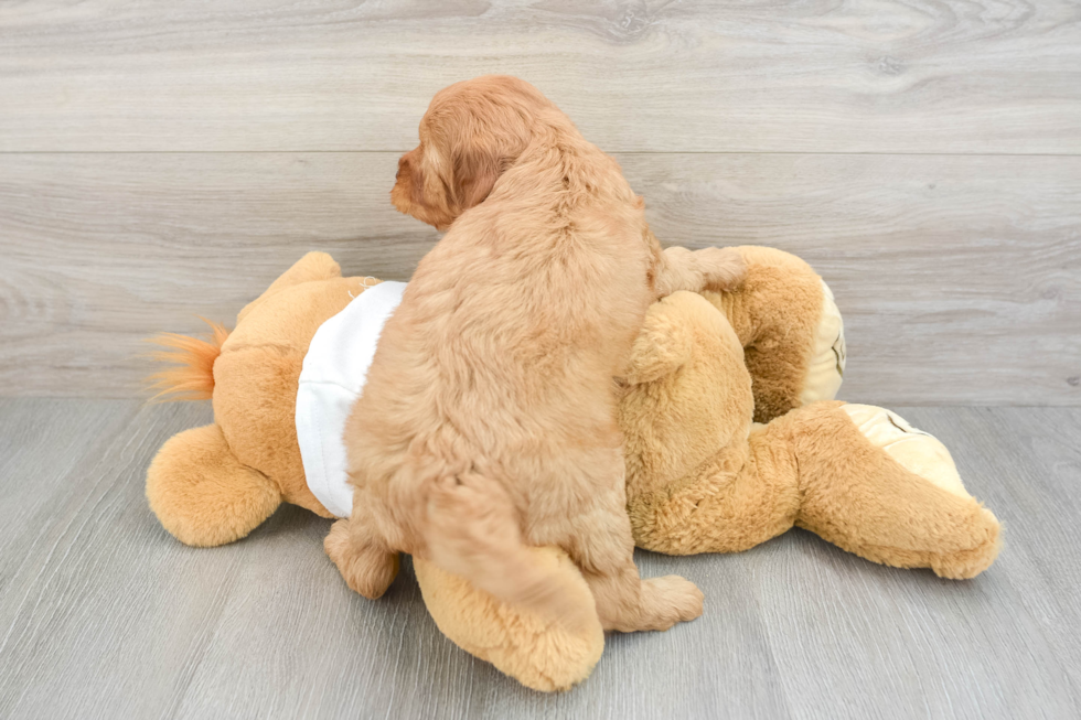 Best Mini Goldendoodle Baby