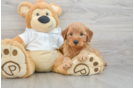 Mini Goldendoodle Pup Being Cute