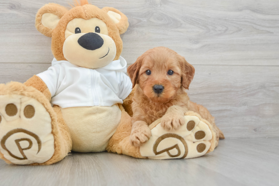 Mini Goldendoodle Pup Being Cute