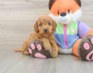 7 week old Mini Goldendoodle Puppy For Sale - Pilesgrove Pups