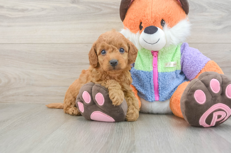5 week old Mini Goldendoodle Puppy For Sale - Pilesgrove Pups