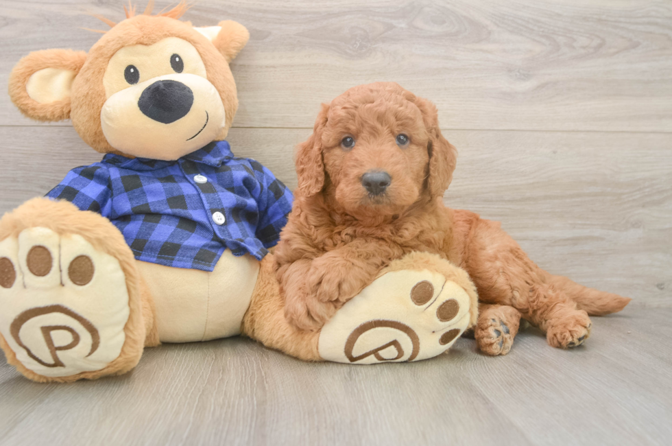 5 week old Mini Goldendoodle Puppy For Sale - Pilesgrove Pups