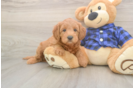 Mini Goldendoodle Pup Being Cute