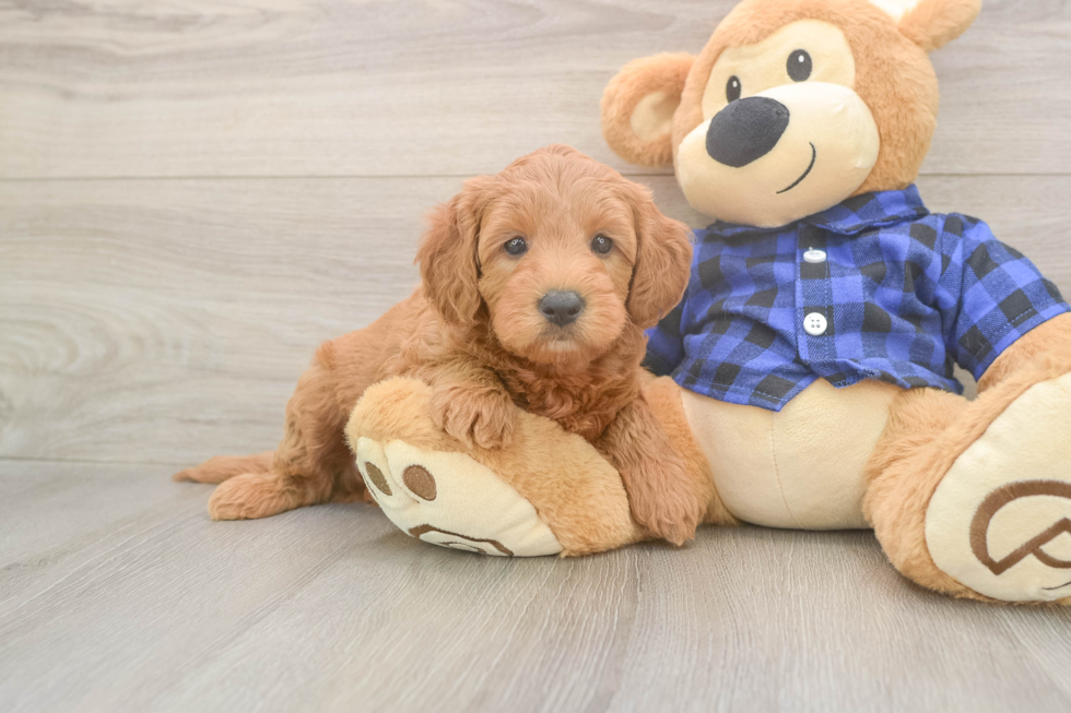 Mini Goldendoodle Pup Being Cute