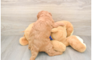 Sweet Mini Goldendoodle Baby