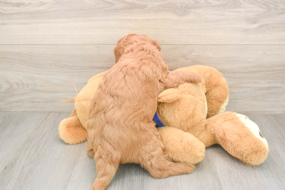 Sweet Mini Goldendoodle Baby