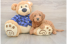 Mini Goldendoodle Pup Being Cute