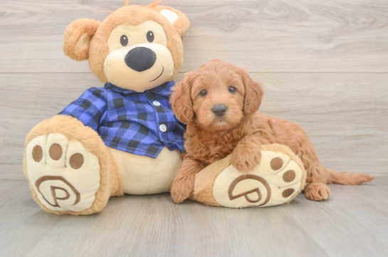 Mini Goldendoodle Pup Being Cute