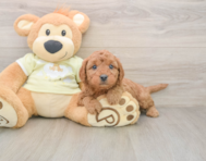 7 week old Mini Goldendoodle Puppy For Sale - Pilesgrove Pups