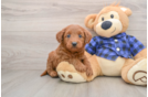 Friendly Mini Goldendoodle Baby