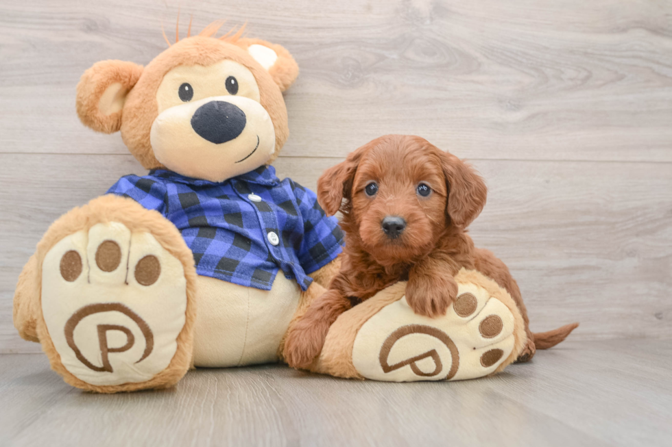 Happy Mini Goldendoodle Baby