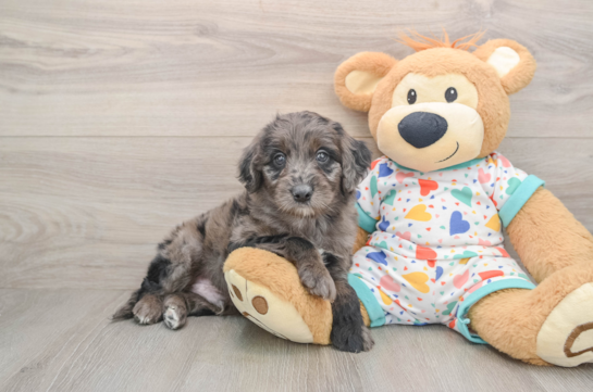 Energetic Golden Doodle Poodle Mix Puppy