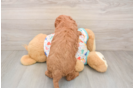 Friendly Mini Goldendoodle Baby