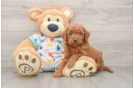 Small Mini Goldendoodle Baby