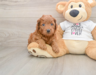 7 week old Mini Goldendoodle Puppy For Sale - Pilesgrove Pups