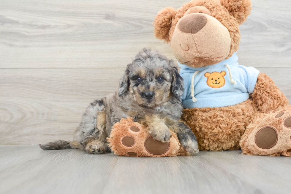 Mini Goldendoodle Pup Being Cute