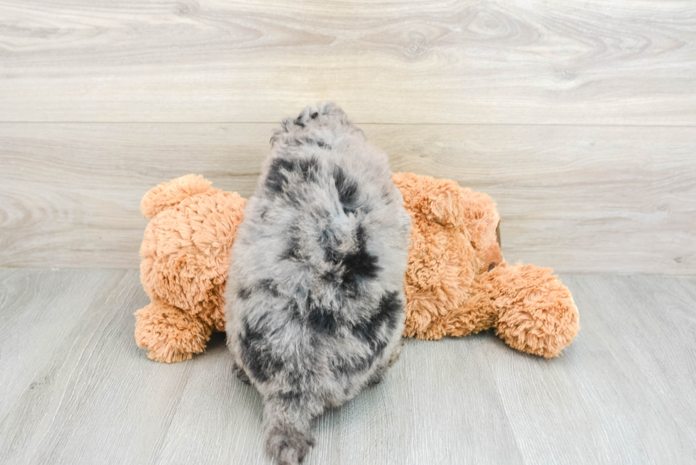 Fluffy Mini Goldendoodle Poodle Mix Pup