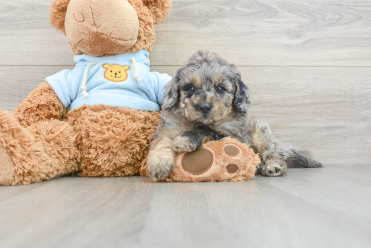 Cute Mini Goldendoodle Baby