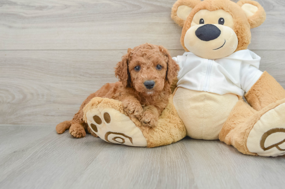 7 week old Mini Goldendoodle Puppy For Sale - Pilesgrove Pups