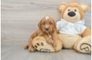 Playful Mini Groodle Poodle Mix Puppy