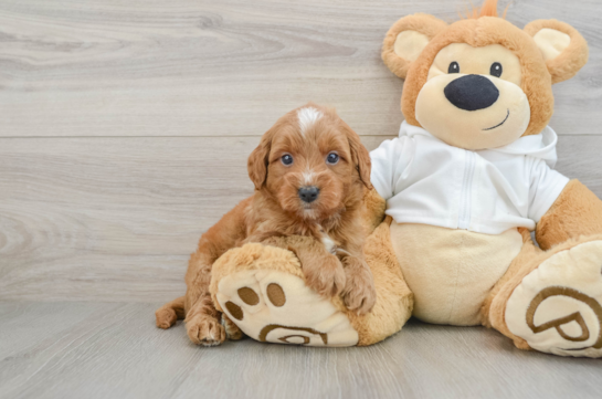 Playful Mini Groodle Poodle Mix Puppy