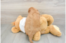 Mini Goldendoodle Puppy for Adoption