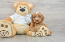 Mini Goldendoodle Pup Being Cute
