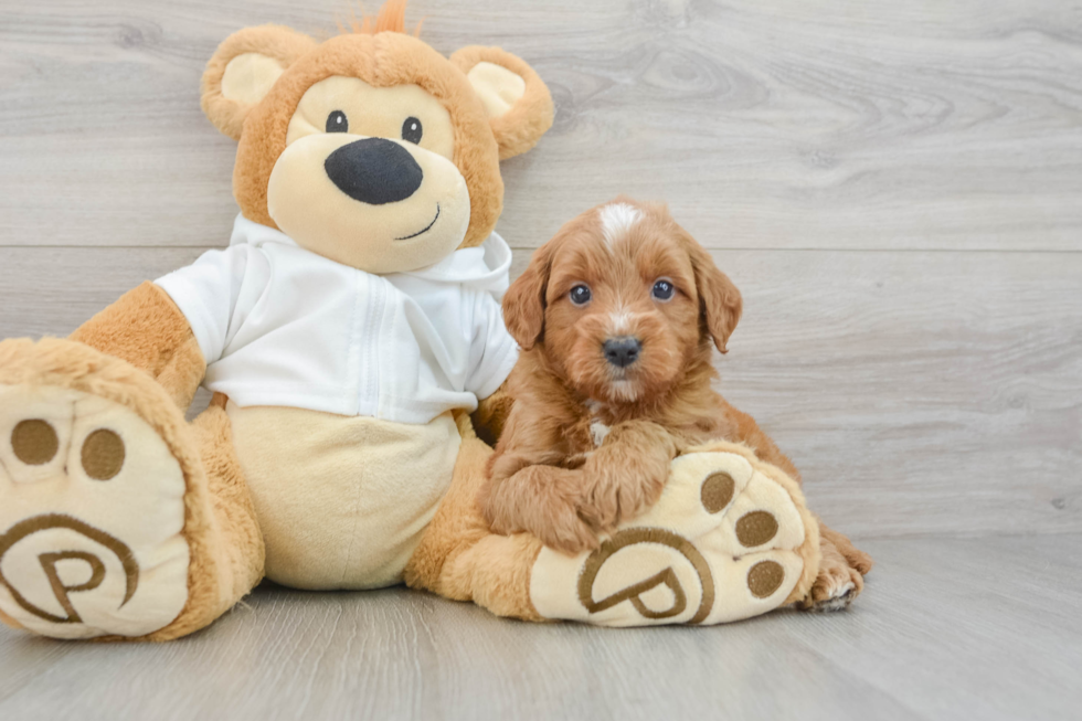 Mini Goldendoodle Pup Being Cute