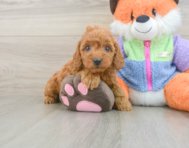 7 week old Mini Goldendoodle Puppy For Sale - Pilesgrove Pups
