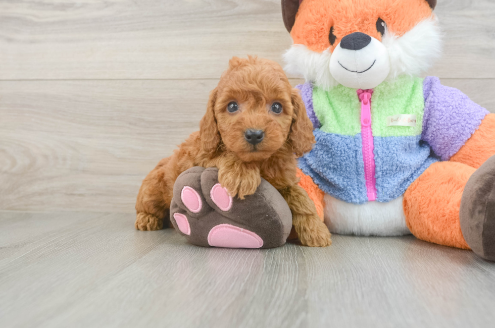 5 week old Mini Goldendoodle Puppy For Sale - Pilesgrove Pups