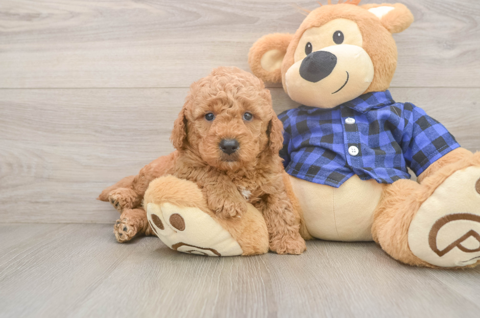 5 week old Mini Goldendoodle Puppy For Sale - Pilesgrove Pups