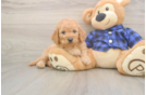 Mini Goldendoodle Puppy for Adoption