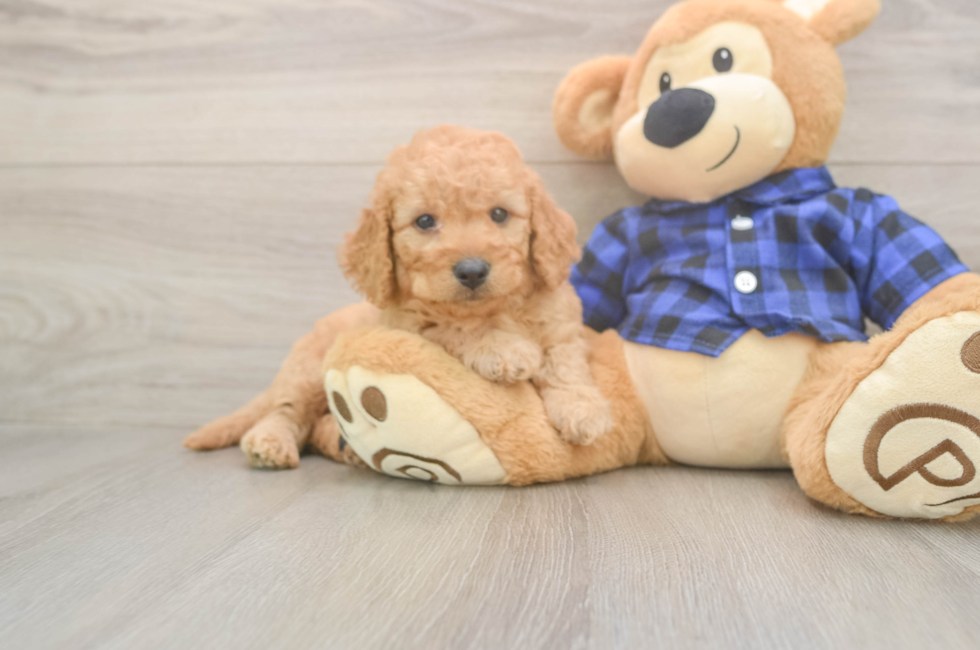 5 week old Mini Goldendoodle Puppy For Sale - Pilesgrove Pups
