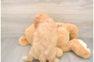 Fluffy Mini Goldendoodle Poodle Mix Pup