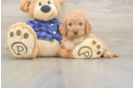 Best Mini Goldendoodle Baby